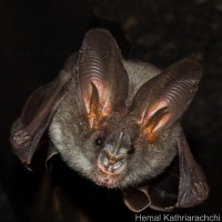 <i>Megaderma spasma</i> Linnaeus, 1758